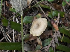 Pseudoomphalina