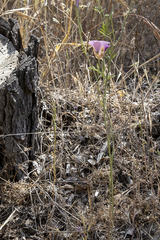 Calochortus venustus