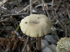 Pseudoomphalina