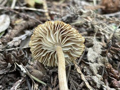 Pseudoomphalina