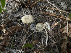 Pseudoomphalina