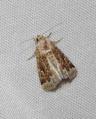 Proteuxoa florescens