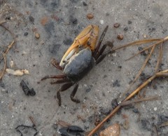 Minuca longisignalis