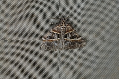 Dichromodes orthozona