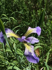 Iris versicolor