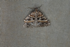 Dichromodes orthozona