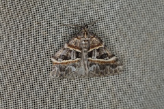 Dichromodes orthozona
