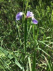 Iris versicolor