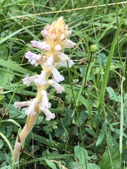 Orobanche picridis