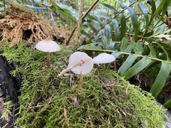 Lepiota cristata
