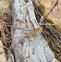 Diporiphora australis