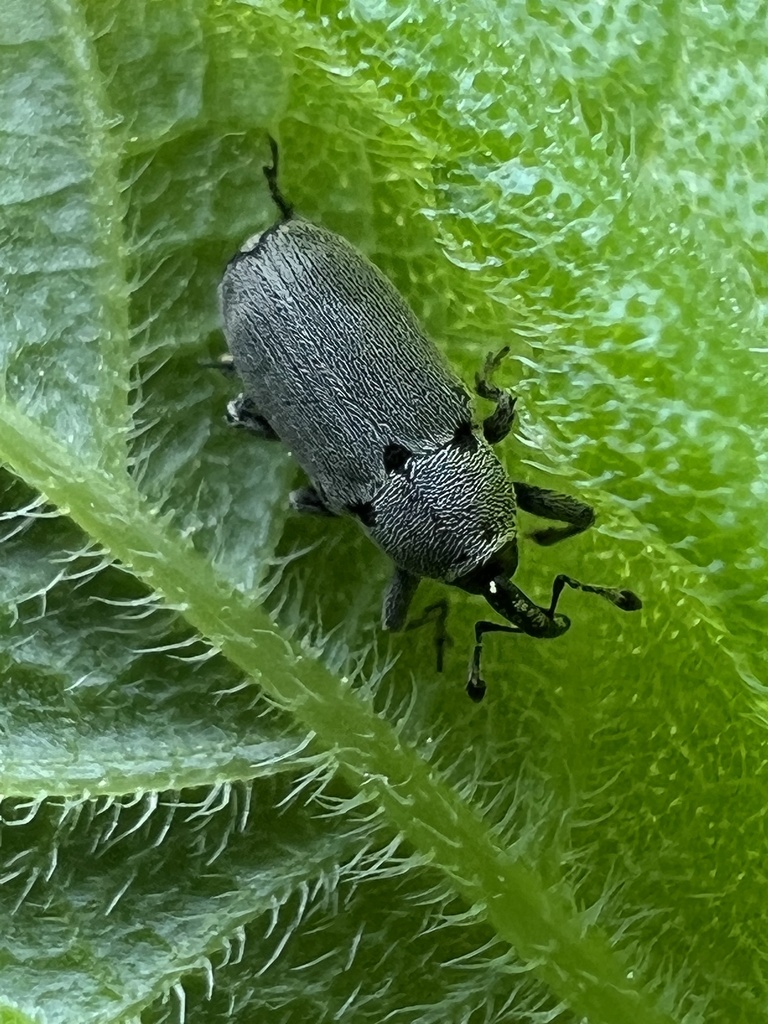 Potato Stalk Borer
