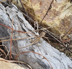 Diporiphora australis