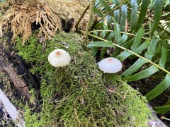 Lepiota cristata
