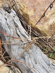 Diporiphora australis