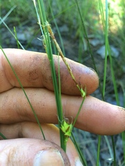 Carex oligosperma