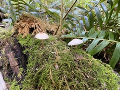 Lepiota cristata
