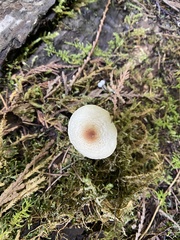 Lepiota cristata