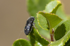 Acmaeoderopsis guttifera