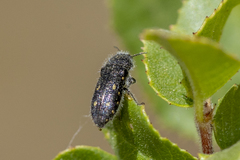 Acmaeoderopsis guttifera