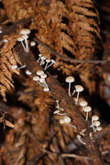 Roridomyces austrororidus