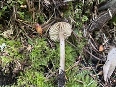 Pseudoomphalina