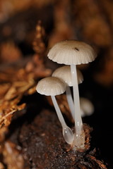 Roridomyces austrororidus