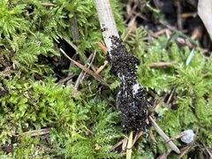 Pseudoomphalina