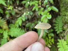 Pseudoomphalina