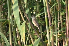 Acrocephalus orientalis