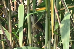 Acrocephalus orientalis