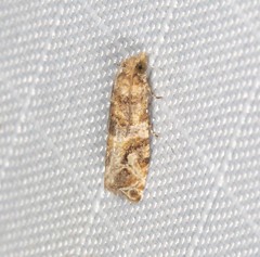 Lobesia physophora