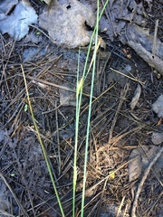 Carex oligosperma
