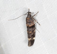 Macrobathra diplochrysa