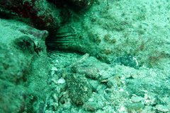 Coryphopterus urospilus