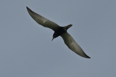 Chlidonias leucopterus