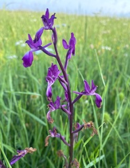 Anacamptis laxiflora