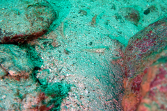 Coryphopterus urospilus