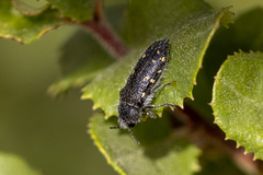 Acmaeoderopsis guttifera