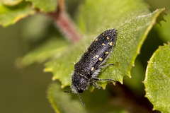 Acmaeoderopsis guttifera