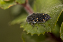 Acmaeoderopsis guttifera