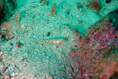 Coryphopterus urospilus