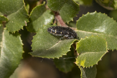 Acmaeoderopsis guttifera