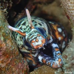 Enchelycore pardalis