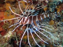Pterois sphex