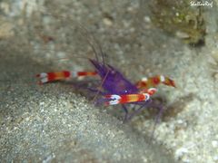 Stenopus tenuirostris