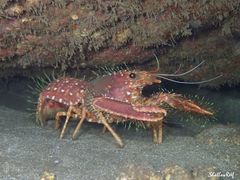 Enoplometopus occidentalis