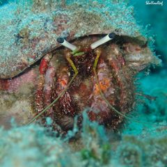 Dardanus sanguinolentus