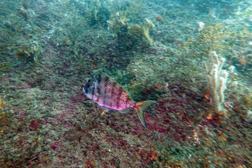 Pacific porgy (Calamus brachysomus) — Sparidae