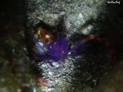 Stenopus tenuirostris